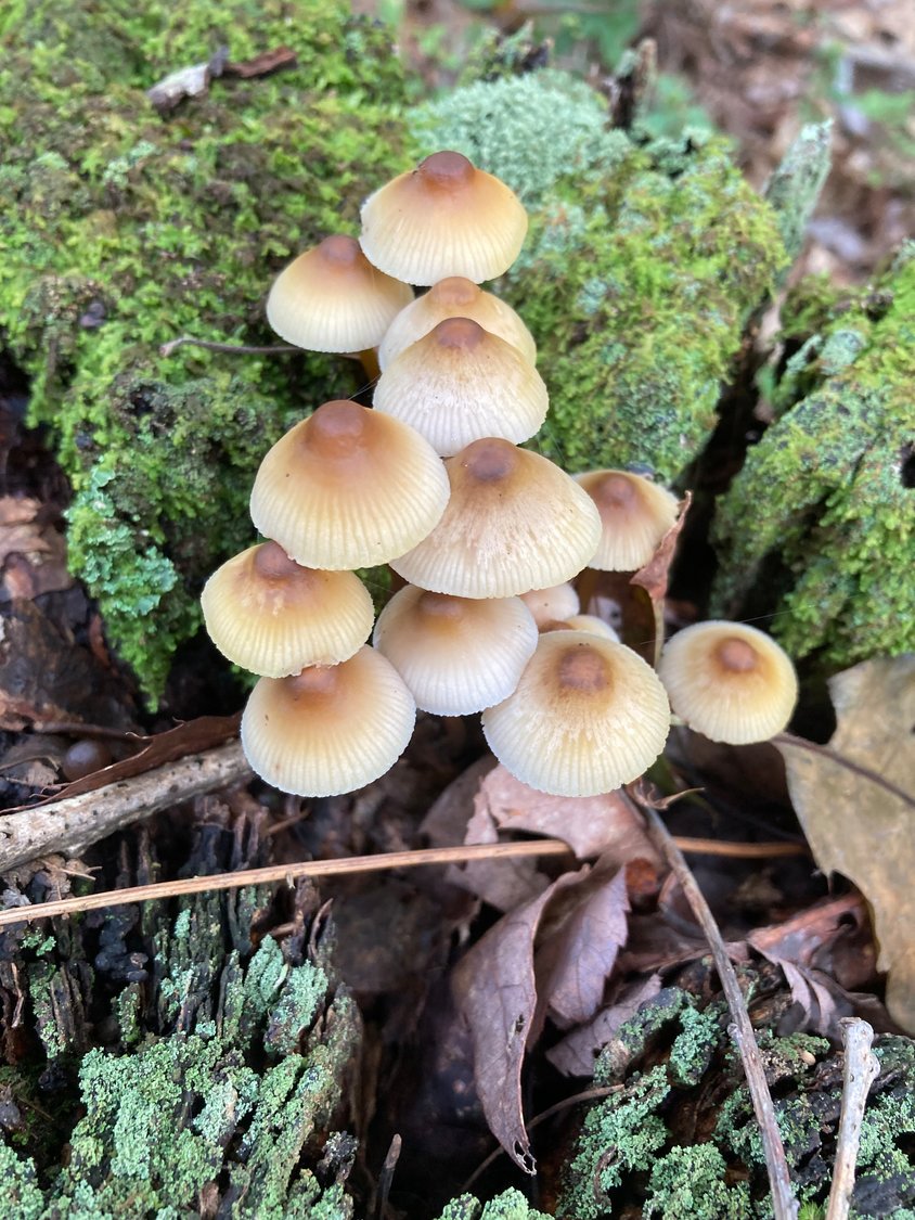 September is also National Mushroom Month, an annual celebration established by the U.S. Department of Agriculture to highlight the many benefits of mushrooms. While you’re out there taking in the trails, keep watch for mushrooms like this delicate bonnet-like member of the Mycena genus. ..
